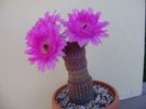 Echinocereus rigidissimus v. rubrispinus