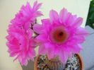 Echinocereus rigidissimus v. rubrispinus