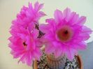 Echinocereus rigidissimus v. rubrispinus