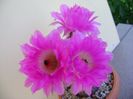 Echinocereus rigidissimus v. rubrispinus