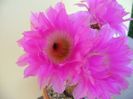 Echinocereus rigidissimus v. rubrispinus