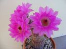 Echinocereus rigidissimus v. rubrispinus
