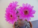 Echinocereus rigidissimus v. rubrispinus