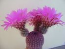 Echinocereus rigidissimus v. rubrispinus