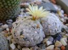 Mammillaria duwei