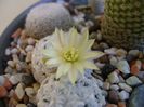 Mammillaria duwei