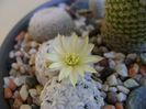 Mammillaria duwei
