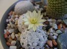 Mammillaria duwei