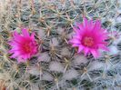 Mammillaria hahniana