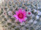 Mammillaria hahniana