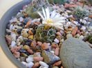 Turbinicarpus pachystele