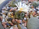Turbinicarpus pachystele