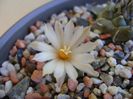 Turbinicarpus pachystele