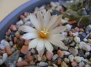 Turbinicarpus pachystele