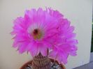 Echinocereus rigidissimus v. rubrispinus