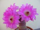 Echinocereus rigidissimus v. rubrispinus