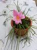 Zephyranthes