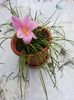 Zephyranthes