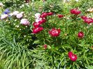 24 mai (150)