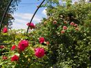 24 mai (71)
