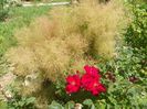 cotinus coggyria Young lady si Zeelandia