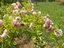 Pink Ghislaine de Feligonde