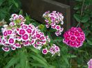 dianthus barbatus