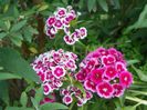 dianthus barbatus