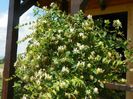 lonicera japonica
