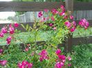 Super Excelsa