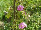 Autumn Damask