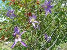 clematis Solina