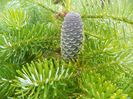 abies koreana