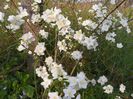 philadelphus Innocence