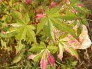 acer palmatum Asahi Zuru