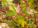 acer palmatum Asahi Zuru