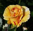 Vanille Fraise. Urcator