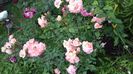 IMG-20180606-WA0038