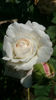 Boule de Neige