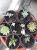 Mini suculente