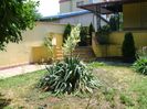 Yucca filamentosa