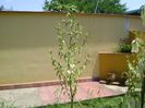 Yucca filamentosa