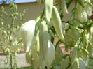 Yucca filamentosa