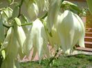 Yucca filamentosa