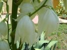 Yucca filamentosa