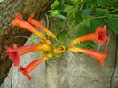 Campsis radicans = Pipa turcului