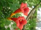 Campsis radicans = Pipa turcului