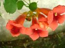 Campsis radicans = Pipa turcului