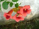 Campsis radicans = Pipa turcului