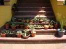 Agave si alte suculente afara la aer si la soare